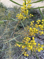 Acacia ligulata
