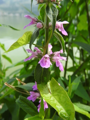 Stachys palustris