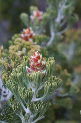 Paranomus tomentosus