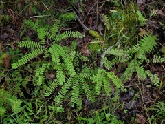 Adiantum viridimontanum