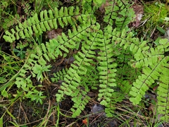 Adiantum viridimontanum