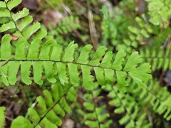 Adiantum viridimontanum