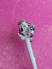 Neoalcis californiaria