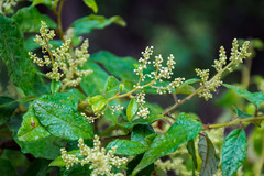 Trymalium odoratissimum