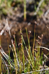 Juncus triglumis
