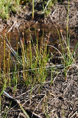 Juncus triglumis