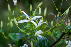 Clematis pubescens