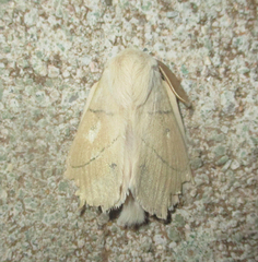 Philotherma rosa