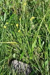 Ranunculus pedatifidus affinis