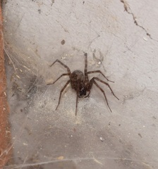 Tegenaria