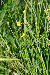 Ranunculus pedatifidus affinis