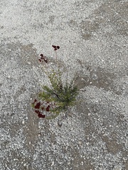 Eriogonum fasciculatum