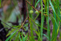Persoonia longifolia