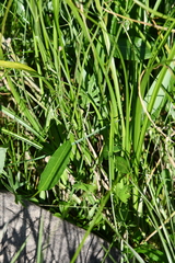 Ranunculus pedatifidus affinis