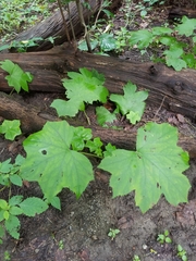 Hydrophyllum canadense