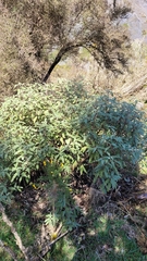 Olearia ilicifolia