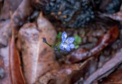 Chamaescilla corymbosa
