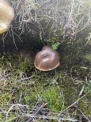 Suillus brevipes