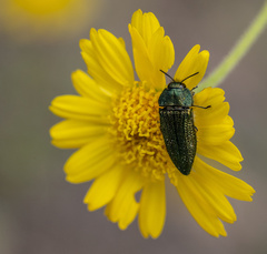 Acmaeodera resplendens
