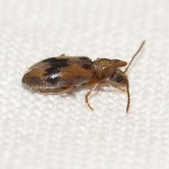Notoxus desertus