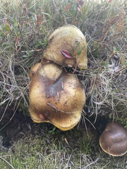 Suillus brevipes