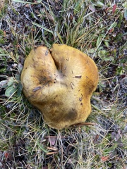 Suillus brevipes