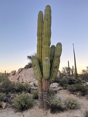 Pachycereus pringlei