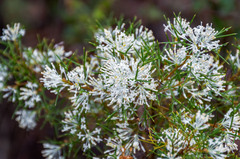 Hakea lissocarpha