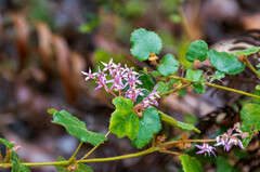 Calytrix