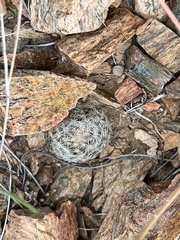 Mammillaria lasiacantha
