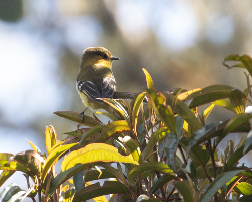 Ochraceous-breasted Flycatcher (Nephelomyias ochraceiventris)