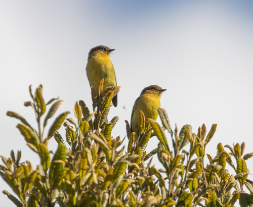 Ochraceous-breasted Flycatcher (Nephelomyias ochraceiventris), photo 4