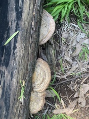 Trametes lactinea