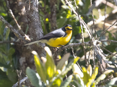 Myioborus melanocephalus