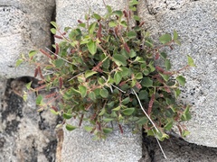 Acalypha californica