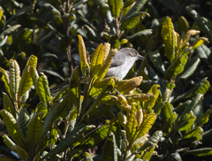 Pseudospingus xanthophthalmus