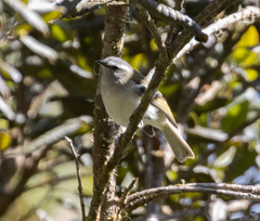 Mecocerculus stictopterus