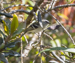 Mecocerculus stictopterus