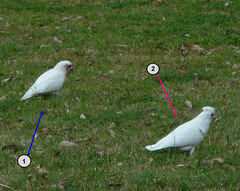 Cacatua tenuirostris