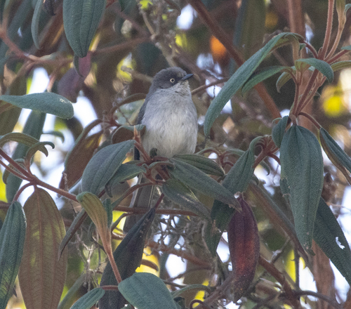 Drab Hemispingus (Pseudospingus xanthophthalmus), photo 2