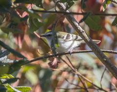 Mecocerculus stictopterus