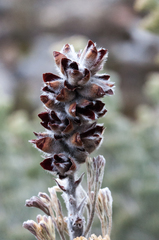 Paranomus tomentosus