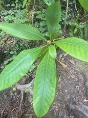 Rhododendron macrophyllum