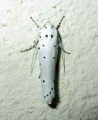 Ethmia coscineutis