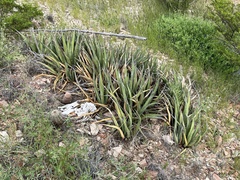 Agave lechuguilla