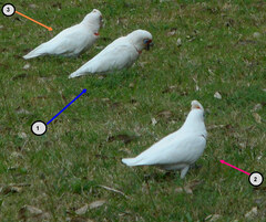 Cacatua tenuirostris