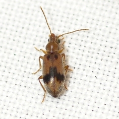 Notoxus desertus