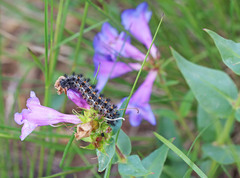 Euphydryas anicia maria