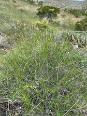 Sidneya tenuifolia