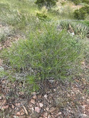 Sidneya tenuifolia